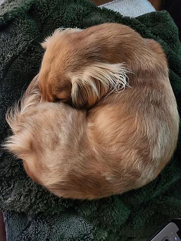 кресло комп: Послушная собака без поездок к кинологу! 🐕✨ Ваш питомец хулиганит, а — 1