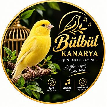 bulbul quşu haqqında məlumat: Bülbül kanarya bala qusum yoxdu.
tam hazır mayamda yoxdu — 1