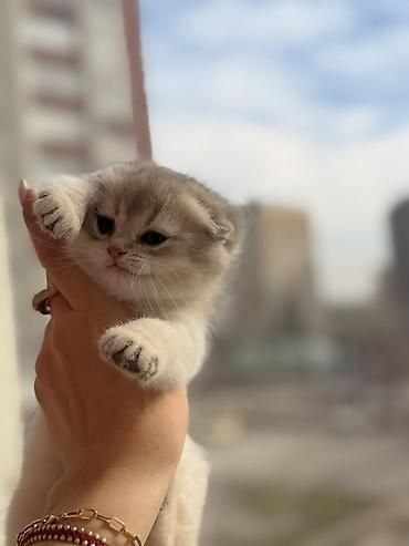 Pişiklər: Şotland yastı qulaq, Dişi — 1