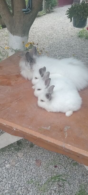 Dovşanlar: Angora tipli tüklü dovşanlar bala 8 manat - Növ: Uzun tüklü (Angora — 17