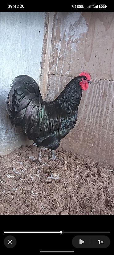 qala sortu qoyun: Australorp xoruzu satılır 6aylıq kim isdəsə əlaqə saxlasın. Ünvan — 3