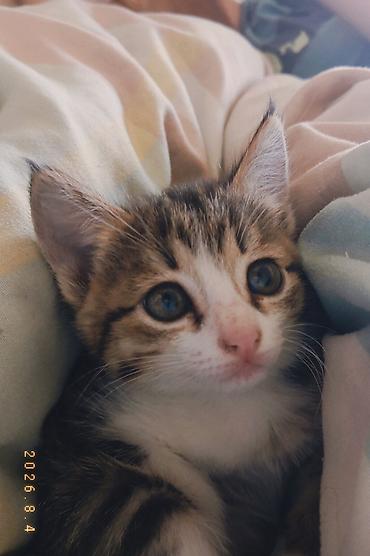 животные купить: Котята — домашние мурлыки с мягкой короткой шерстью и выразительными — 1