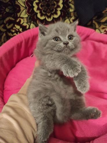 Pişiklər: Britan, Ödənişli çatdırılma — 6