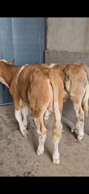 Dana, buzov: Məhsul: Simental cinsli buzovlar Təsvir: - Rəng: açıq-qəhvəyi/ağ — 5