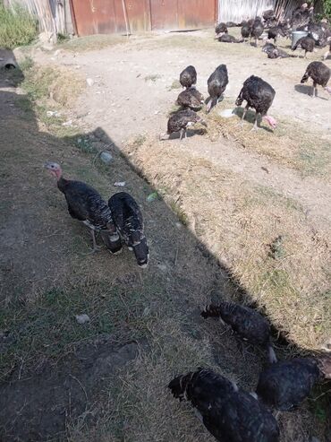 породистые котята даром: Məhsul: Hind quşları (qara rəngli, yerli ferma bəslənməsi) Təsvir: -