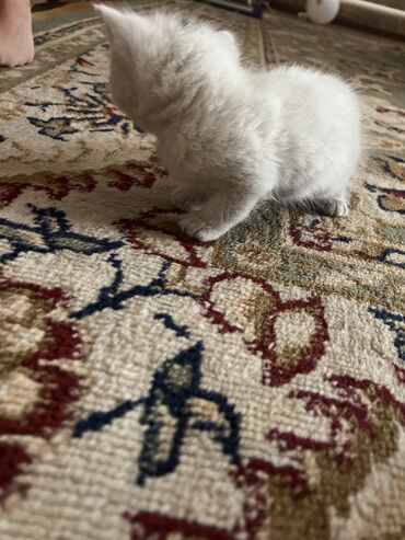 сиамский котенок: Котенок больше месяца