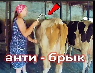 qus bazari: Tekmə sever . Anti brık Turkiyə istehsalı Metal Yeni. Təkmə önləyici — 4