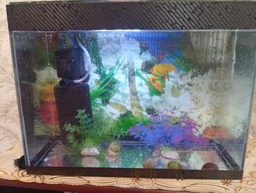 купить аквариум: Dördbucaq akvarium, Balıqlarla birlikdə, 10 l