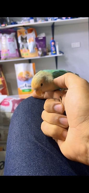 jako tutuquşunun digər adı: Növ: Agapornis (sevgi quşu) – əl öyrədilmiş Rəng: açıq sarı baş — 3