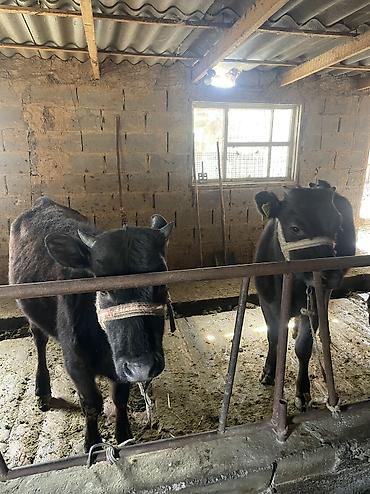 Коровы, быки: Продаю | Тёлка, Музоо, торпок — 3