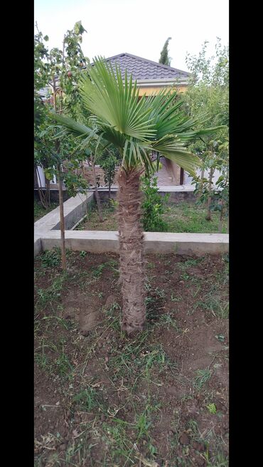 kalanxoye bitkisi: Həyətdədir buzovnada kim istəsə gəlib çıxarıb aparsın
