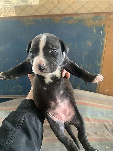 Продажа собак: Щенки с короткой гладкой шерстью, мощным телосложением и широкими — 16