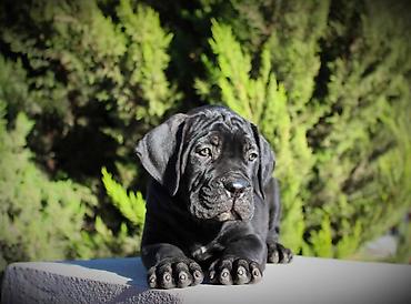 İtlər: Kane-Korso, 1 ay, Erkək — 12