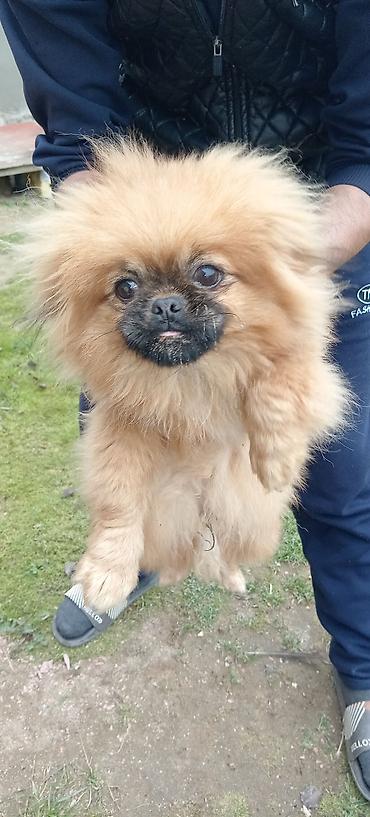 it adlari azeri: Pekines, 1 il, Erkək, Cütləşmə üçün — 1
