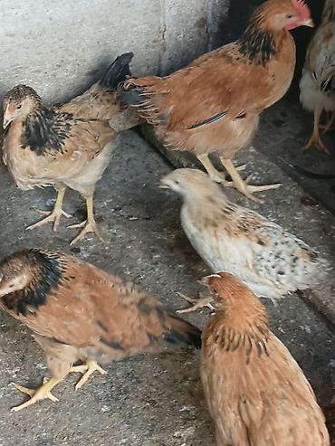 heyratı cucə: Toyuq cücələri, Damazlıq — 1