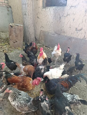 цыплята живые купить: Продаю курей. штук 20-30 есть. отдам по 500 сом оптом. несуться