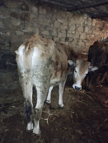 Dana, buzov: Dana, buzov, Erkək, ay: 6, Ətlik — 8