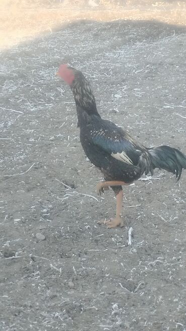 Куры, петухи: Продаю | Петух | Бойцовая | Для разведения — 9