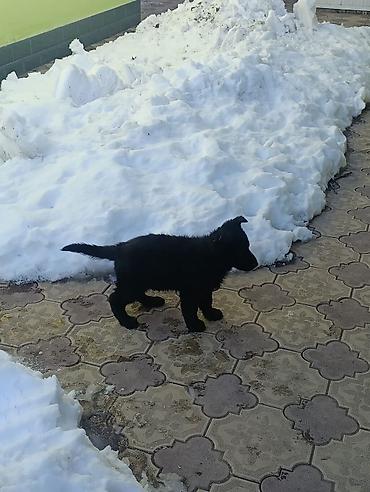 Продажа собак: Продаются щенки чистый немецкий овчарки воз 1 месяца только званиит — 10