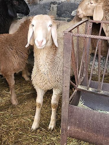 Баран, овца: Продаю | Баран (самец) | Гиссарская, Полукровка, Эдильбаевская | Для разведения — 8