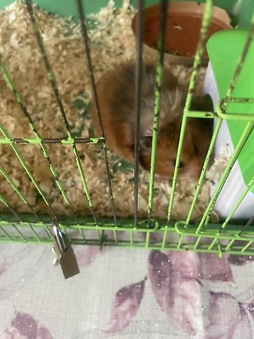 hamster kombat voucher: Хомяк с клеткой и аксессуарами - Домашний грызун в компактной — 3