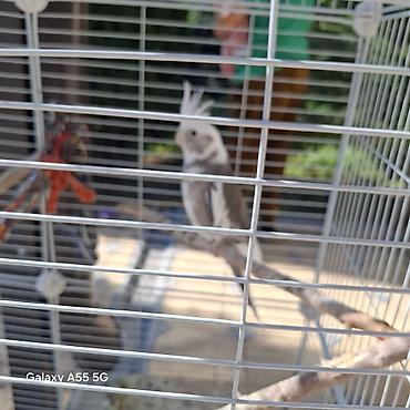 Другие с/х животные: 🦜 Попугаи корелла в продаже Продаются 2 кореллы: ✔ Одному — 2 года ✔ — 3
