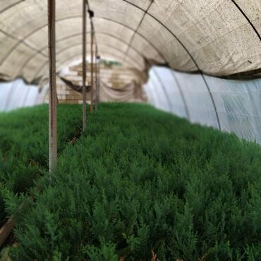 Şitillər: Leylandra tingi - Növ: Thuja/ardıc tipli dekorativ iynəyarpaq — 7