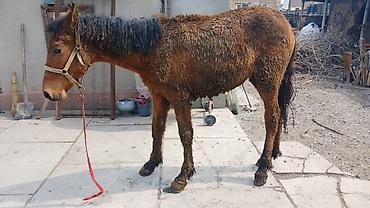 Лошади, кони: Продаю | Кобыла (самка) | Рабочий — 15