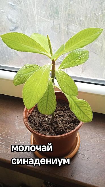 Другие комнатные растения: Разные комнатные растения. Чтобы узнать стоимость конкретного растения at lalafo.kg — 8 Другие комнатные растения: Разные комнатные растения. Чтобы узнать стоимость конкретного растения — 8