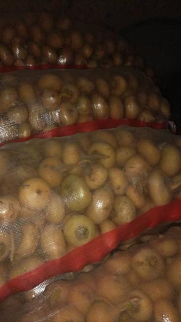 Промышленные холодильники и комплектующие: Сдаются в аренду холодильники промышленные для сельскохозяйственных — 9