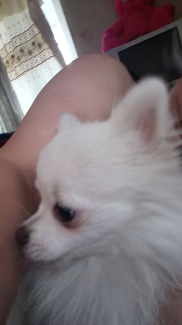 pomeranian şpitz: Şpitz, 11 ay, Erkek, Peyvəndli, Ünvandan götürmə
