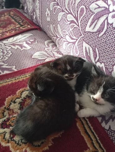 Продажа кошек: Котята от домашней кошки с вислыми ушками (на фото мама). Окрас у — 4