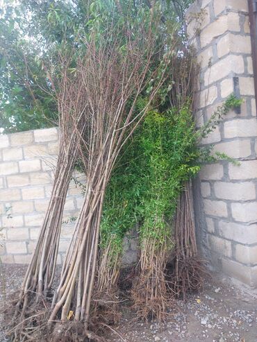 Tinglər: Xurma (persimmon) tingləri – torf komları ilə - Növ: şirin xurma — 9