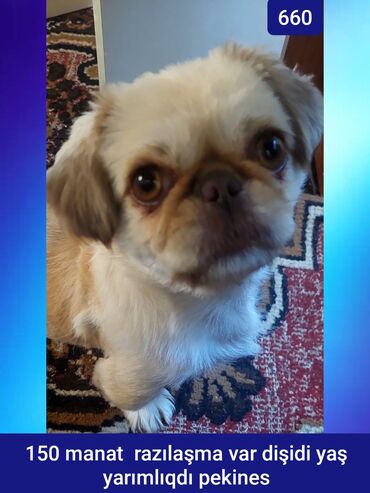 Gəmiricilər: Pekines, 1 il, Dişi