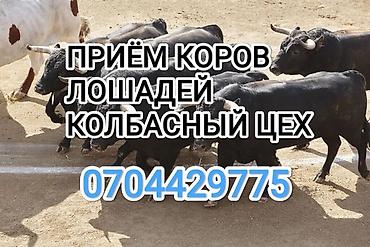 когучкон бишкек: Колбаса цехи, Жеке жак : Уйлар, букалар, Жылкылар, аттар, | Бардык шартта, Союуга, этке, Союлган — 1