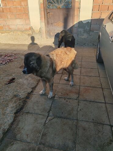 İtlər: Qafqaz çoban iti — 6