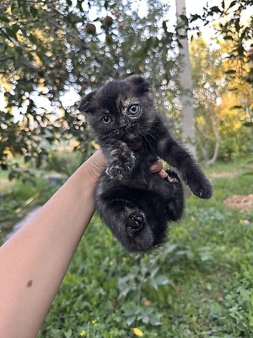 кошки бишкек купить: 🐾 Продаётся шотландский котёнок 🐱 Очень милый, ласковый и красивый — 4
