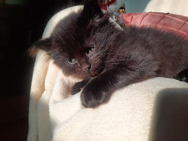 Продажа кошек: 🎁 Полностью домашние, к лотку и миске приучены (ну, почти — они — 20