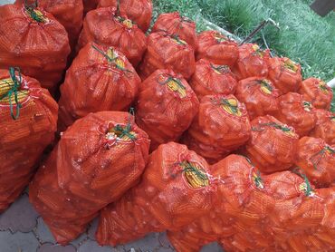 кукуруза маями: Уруктар: Жүгөрү, Өзү алып кетүү, Акылуу жеткирүү