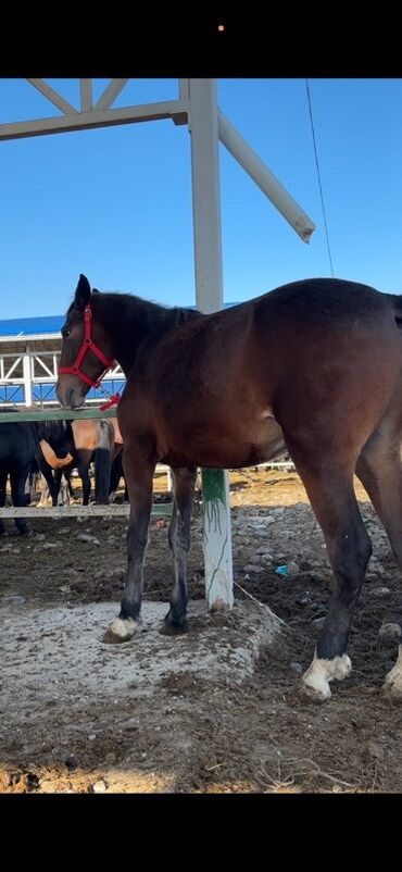 купить породистую собаку: Сатам | Байтал