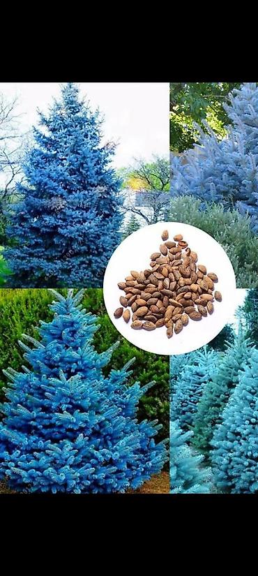 Ель: Семена голубой ели (ель колючая, Picea pungens, формы Blue/Glauca) В — 1
