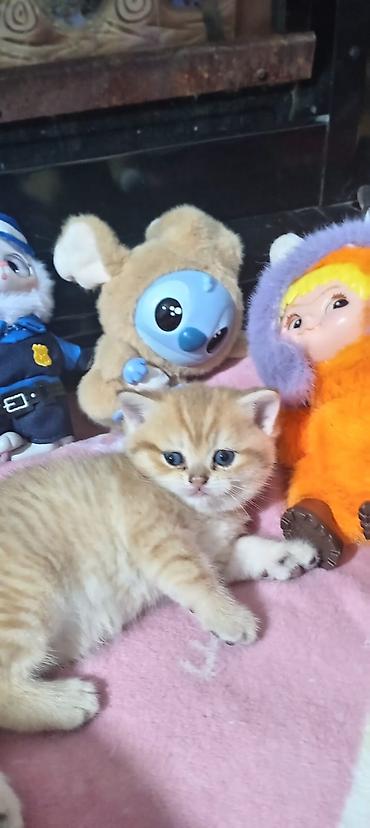 Pişiklər: Britan, Yaxşı əllərə — 6