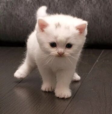 белая галька: Белоснежные британские котята девочка и мальчик Возраст 2.5