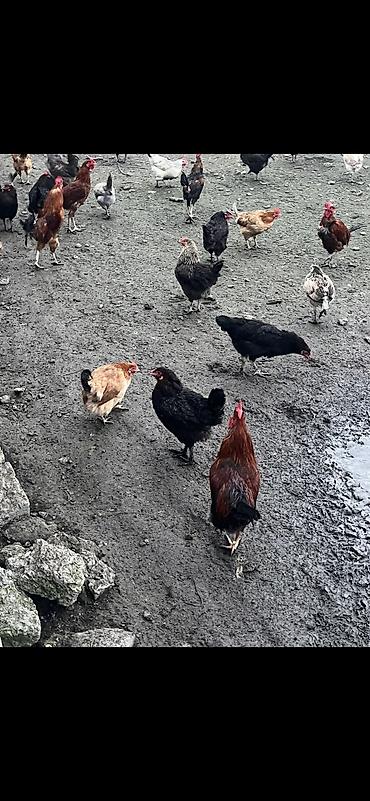 Toyuqlar: Salam. Məhsul: Azad otlaqda saxlanılan yerli toyuqlar və xoruzlar — 11