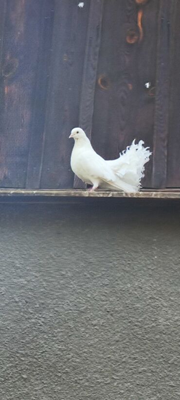 Птицы: Продаю голубей Павлинов — 2