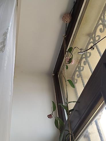 hoya gulu: Məhsul: Hoya carnosa (Vaksliyan/Vax gülü) – çiçəkli, sarmaşıq tipli — 7