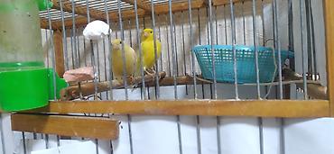 bulbul satılır: Hazir cutuler saglam quslardi qefes qarisig satilir — 2