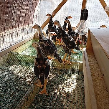 Куры, петухи: Продаю | Цыплята | Для разведения — 2