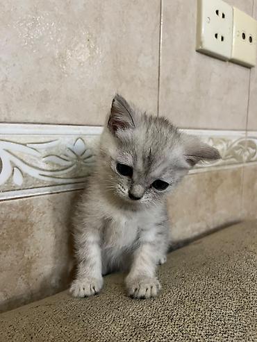 Heyvanlar: Gümüşü rəng çalarlarında, qısa tüklü balaca pişik balası. - Gözləri — 9