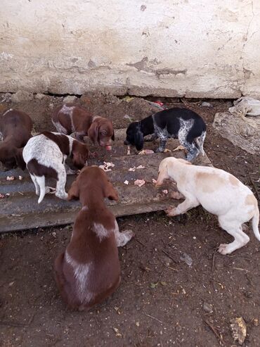 İtlər: Alman qısatüklü ov iti (German Shorthaired Pointer) balaları - Nəsil — 6